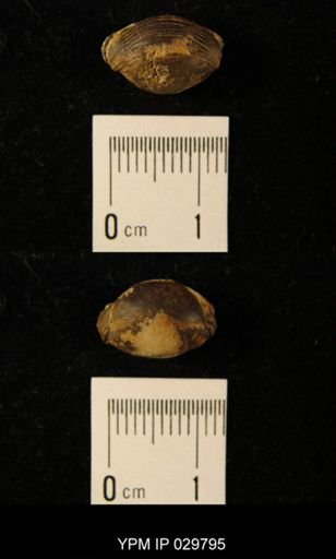 Bumastus trentonensis
