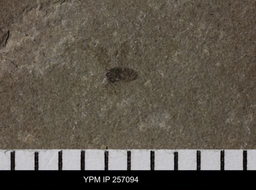 Diptera
