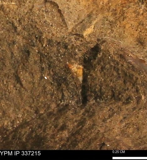 undet. Mollusca