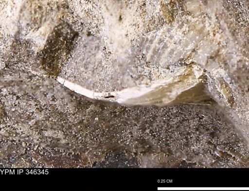 undet. Bivalvia