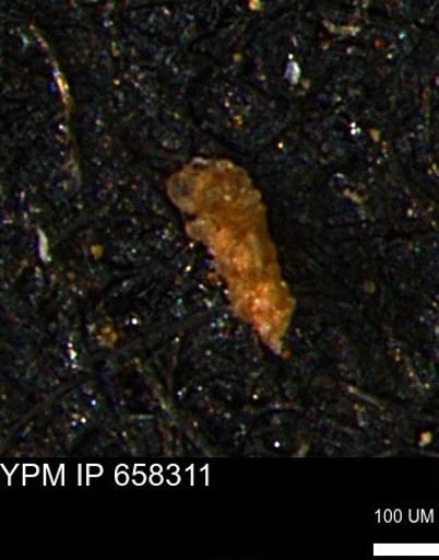 Verneuilinoides kansasensis