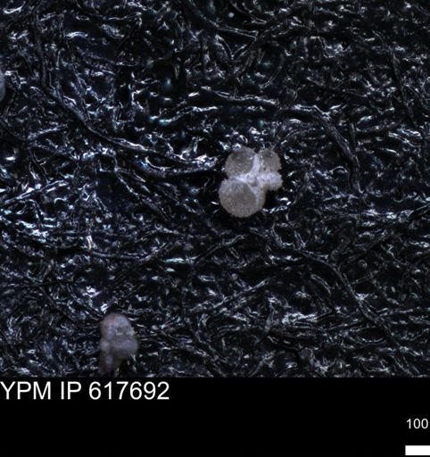 undet. Rugoglobigerinidae