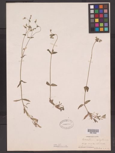 Cerastium vulgatum