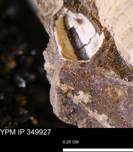undet. Bivalvia