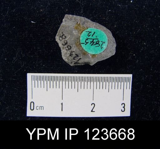 Trematospira perforata atlantica