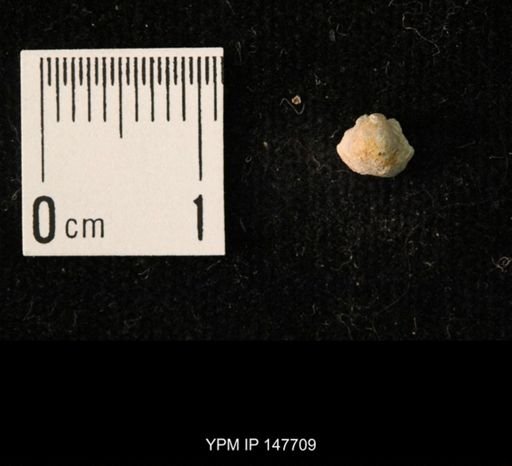 Ambocoelia planoconvexa