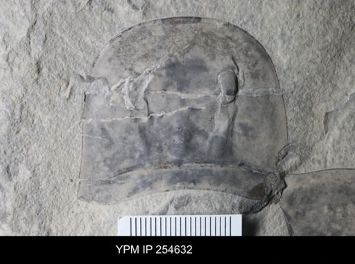 Eurypterus lacustris