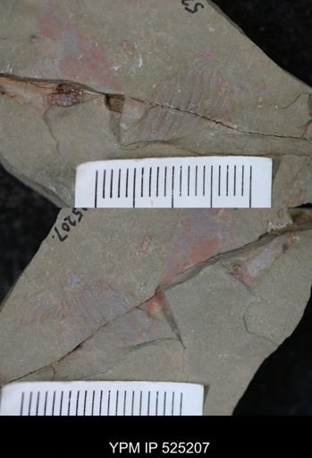 Eocrinoidea?
