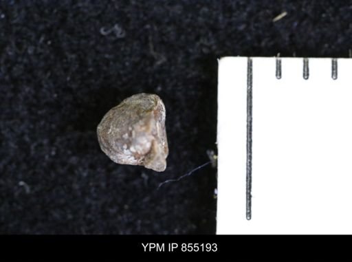 Protocardia subquadrata
