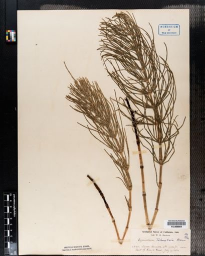 Equisetum