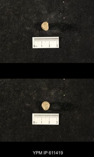 Glyptocrinus decadactylus