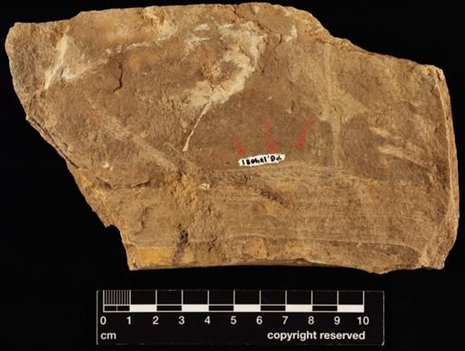 Lepidodendron sp.