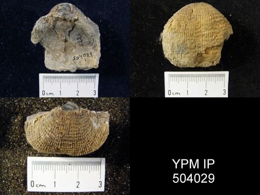 Dictyoclostus?