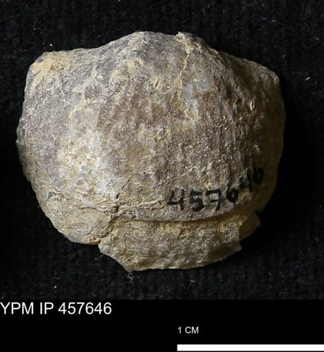 Helaspis sp.