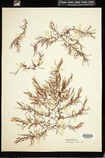 Sargassum