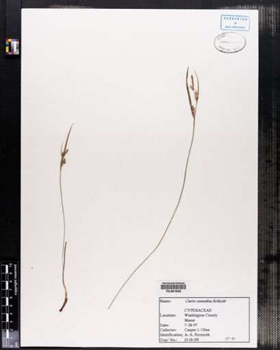 Carex conoidea