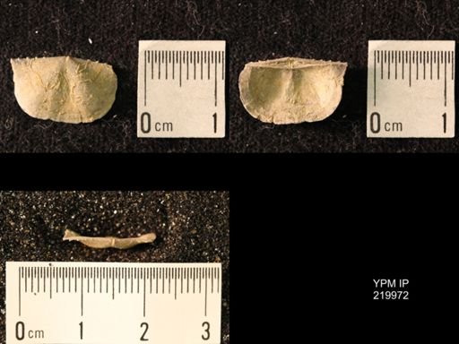 Chonetes sp.
