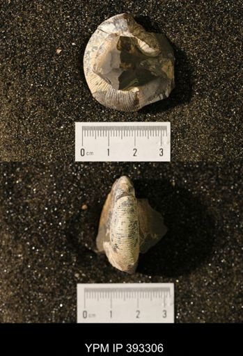 Scaphites sp.