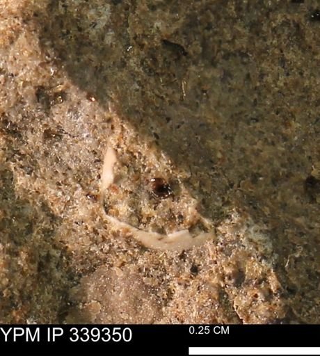 undet. Mollusca