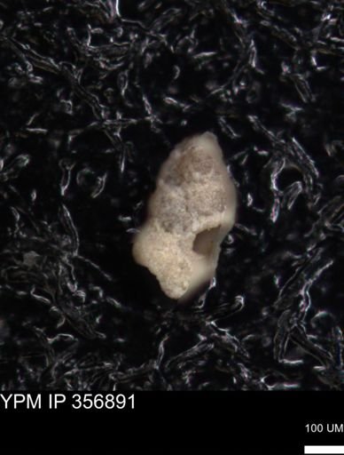 undet. Foraminiferida