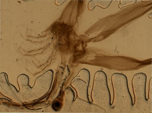Leptodora
