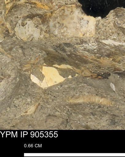 undet. Mollusca