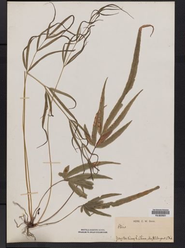 Pteris