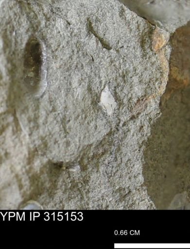 undet. Mollusca