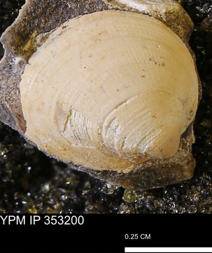 Limopsis striatopunctatus