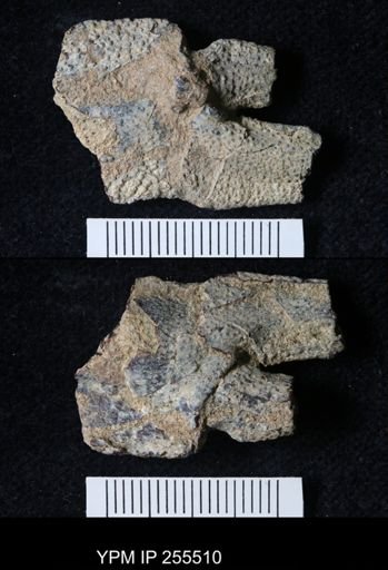 Pacifastacus chenoderma