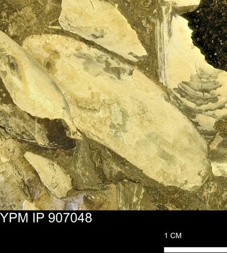 Pseudoptera sp.