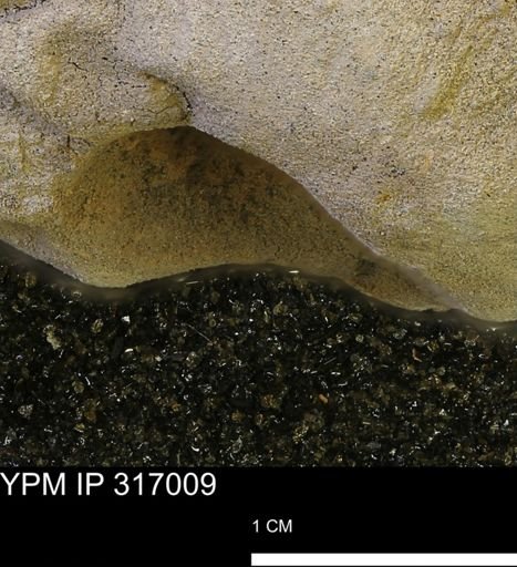 undet. Mollusca