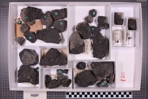 mixed taxa, stratigraphic collection