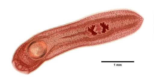 Clinostomum