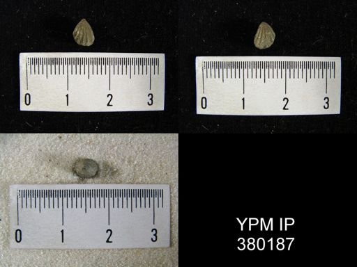 Camarotoechia acinus