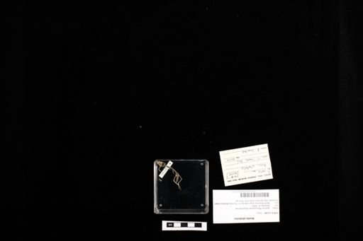 Anolis stratulus