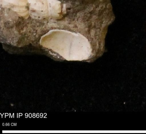 undet. Turritellidae