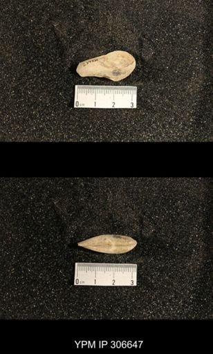 Phestia bellistriata