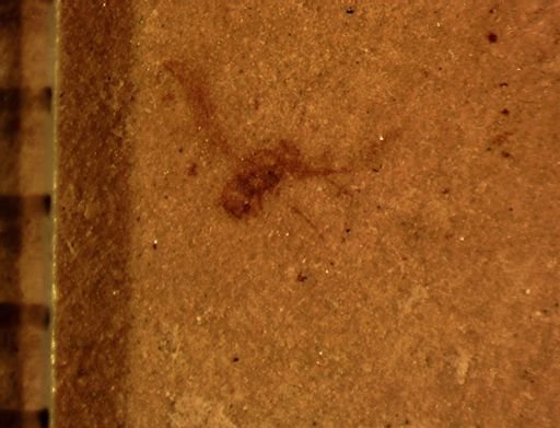 Psocoptera?