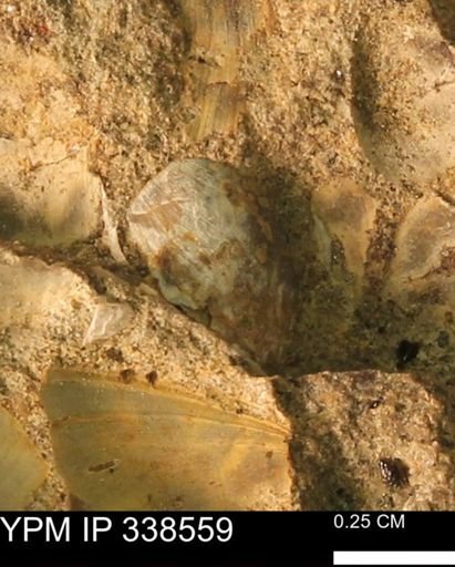 Protocardia subquadrata