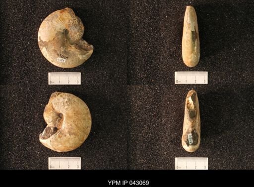 Hoploscaphites nicolletii