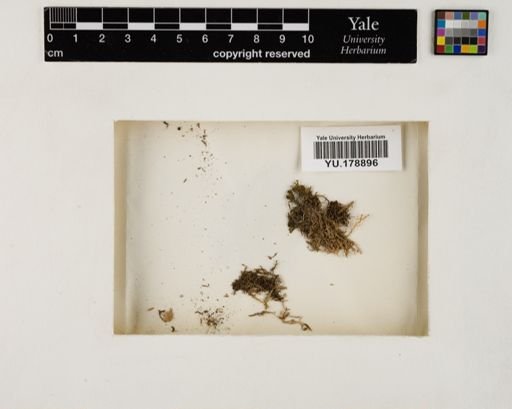 Plantae