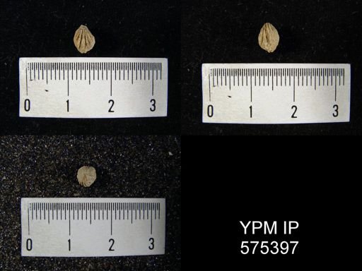 Hustedia sp.