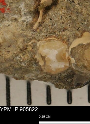 undet. Brachyura