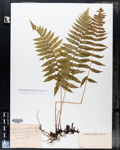 Aspidium simulatum