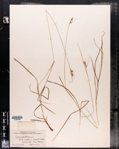 Carex pallescens