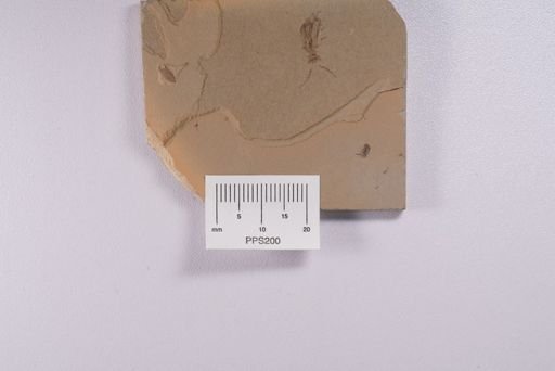 Psocoptera
