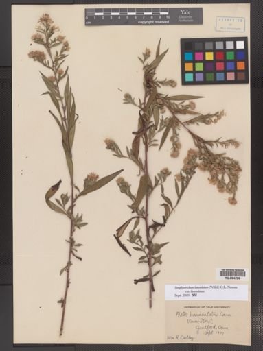 Symphyotrichum lanceolatum