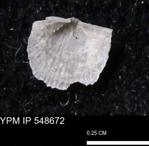 Stropheodonta perplana