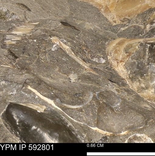undet. Bivalvia